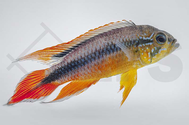 Agassiz Zwergbuntbarsch (Apistogramma agassizii)