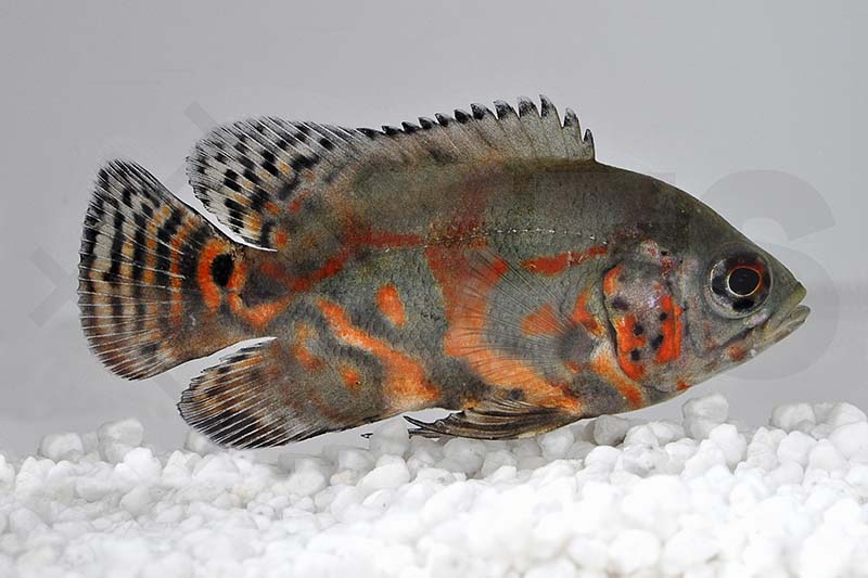 Pfauenaugenbuntbarsch, Oskar (Astronotus ocellatus)