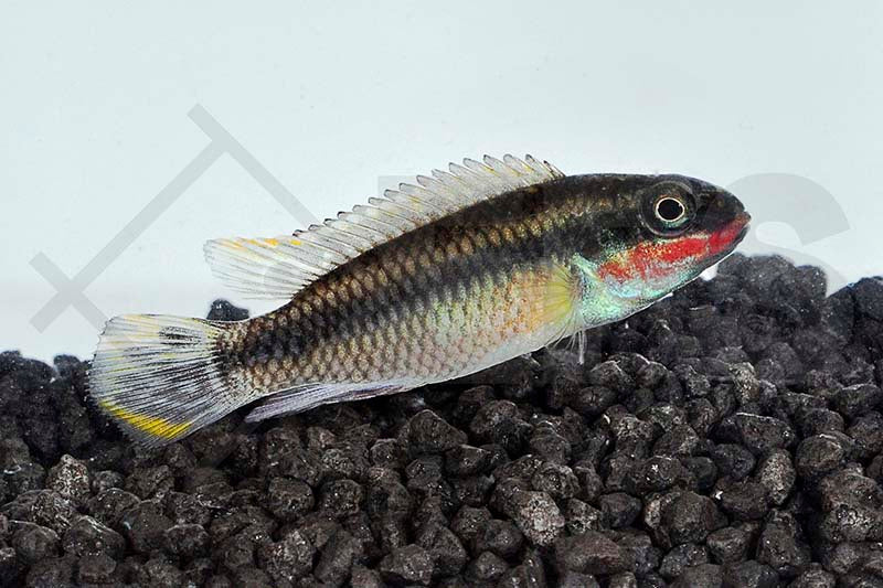 Purpurprachtbarsch (Pelvicachromis pulcher)