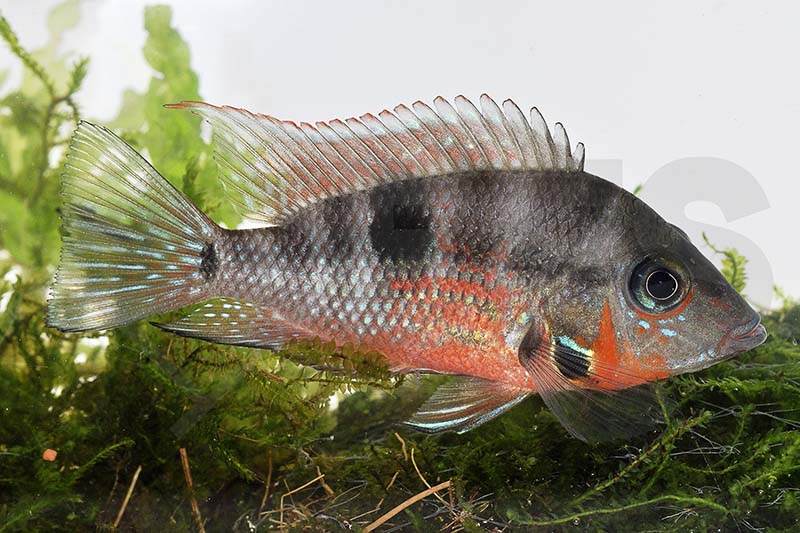 Feuermaul-Buntbarsch (Thorichthys meeki)