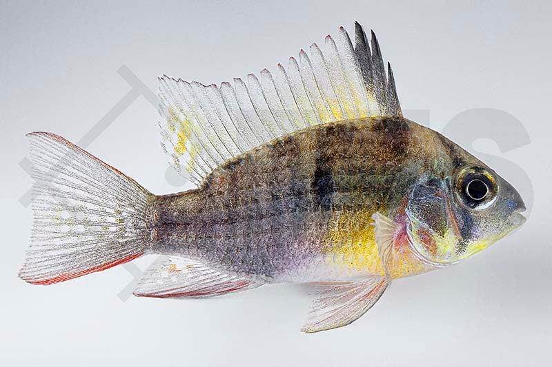 Bolivianischer Schmetterlingsbuntbarsch (Papiliochromis altispinosa)