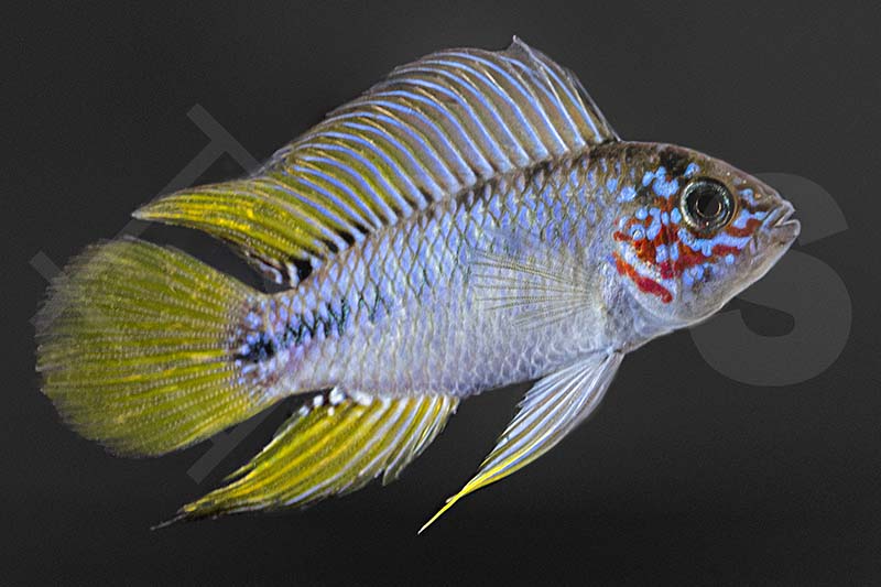 Gelber Zwergbuntbarsch (Apistogramma borelli)