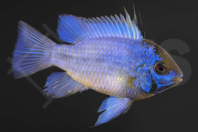 Schmetterlingsbuntbarsch Electric Blue (Microgeophagus ramirezi)