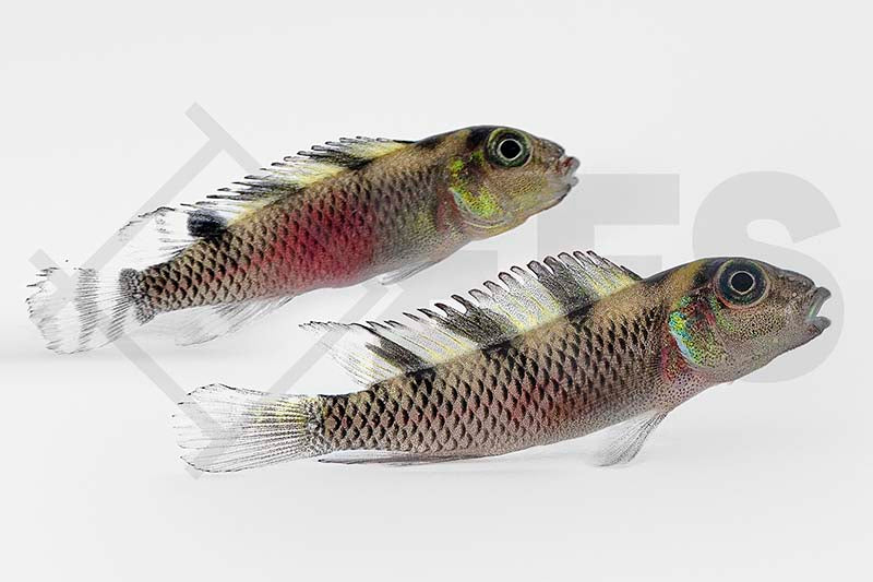 Transvestiten-Zwergbuntbarsch (Nanochromis transvestitus)