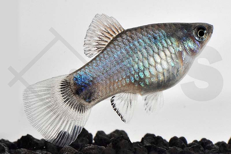 Blaue Mickymaus-Platy (Xiphophorus maculatus)