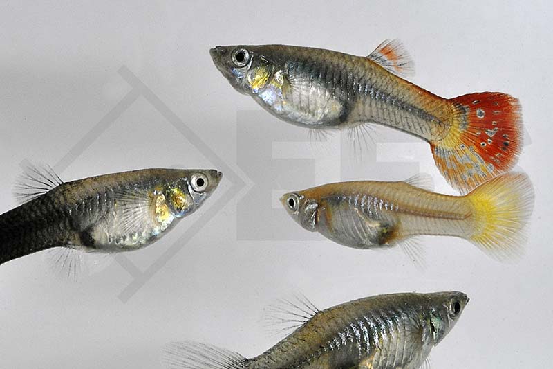 Guppy Weibchen Mix (Poecilia reticulata)
