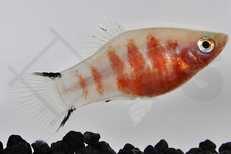 Platy "Blutendes Herz" (Xiphophorus maculatus)