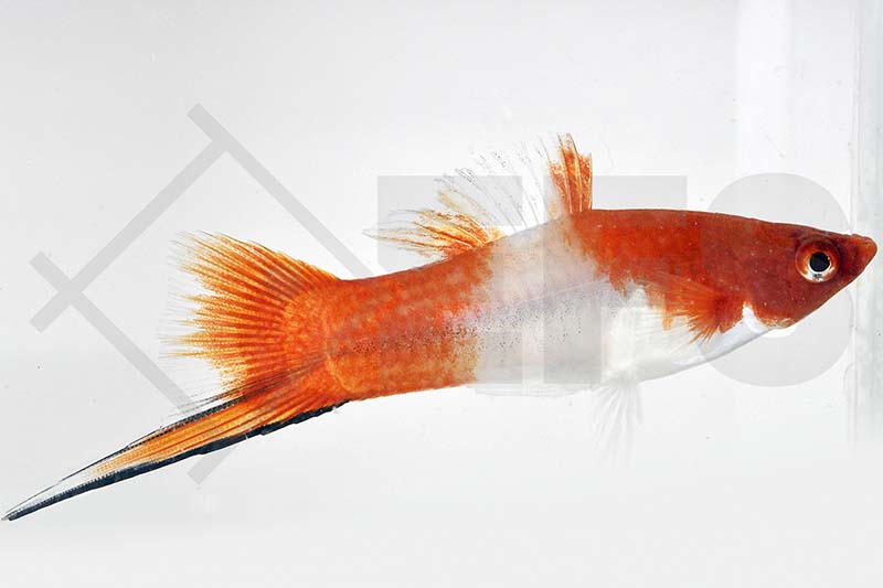 Koi-Schwertträger Kohaku (Xiphophorus helleri)