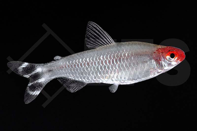 Rotkopfsalmler (Hemigrammus bleheri)