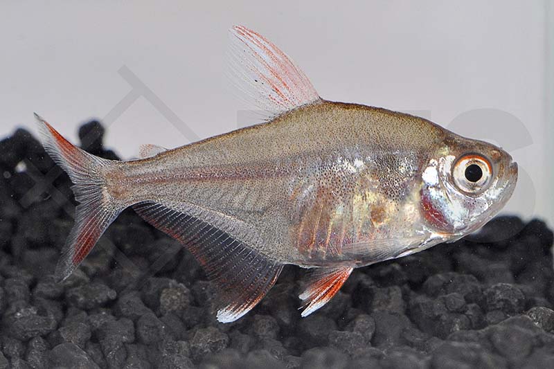 Weißflossen-Schmucksalmler (Hyphessobrycon cf. bentosi "white fin")