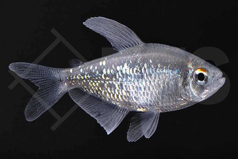 Brillantsalmler (Moenkhausia pittieri)