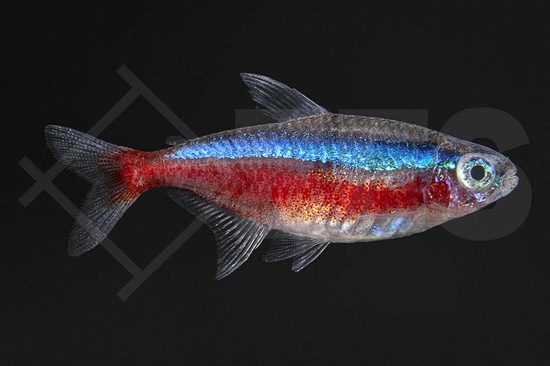 Roter Neon (Paracheirodon axelrodi)