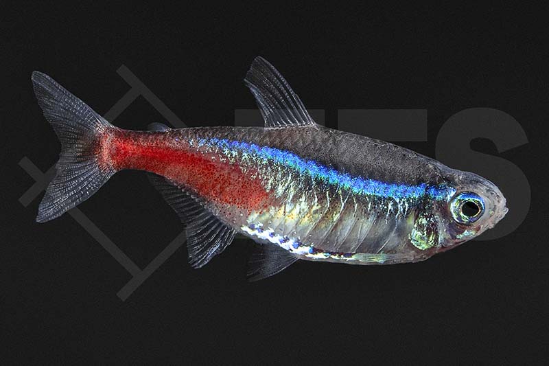 Neontetra (Paracheirodon innesi)