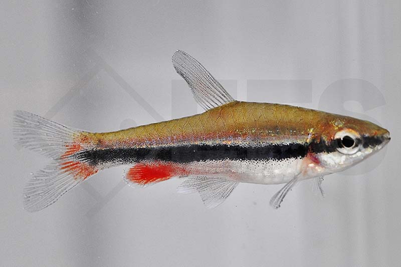 Längsband-Ziersalmler (Nannostomus beckfordi)