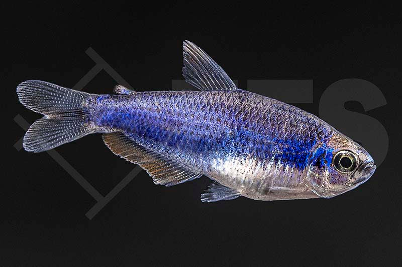 Königssalmler Super Blue (Inpaichthys kerri "Super Blue"