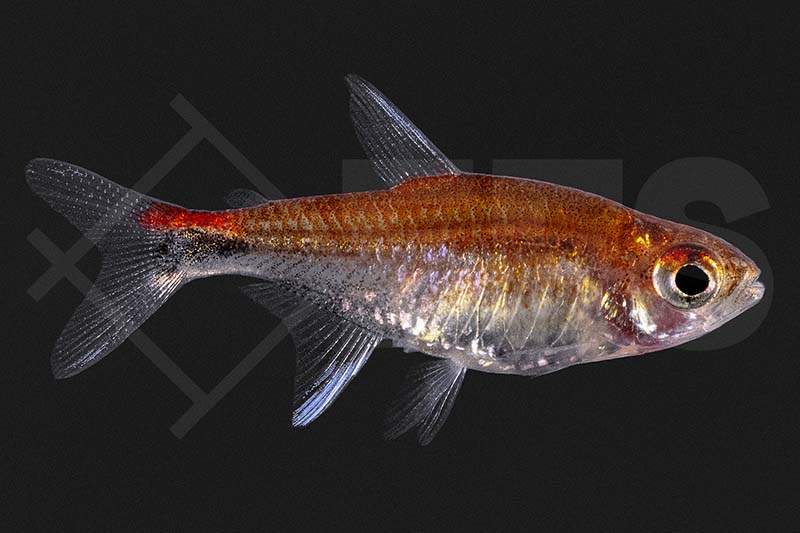 Roter Pfeffersalmler (Axelrodia riesei)