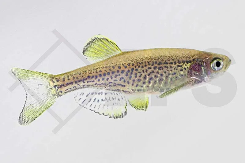 Leopardbärbling (Brachydanio frankei)