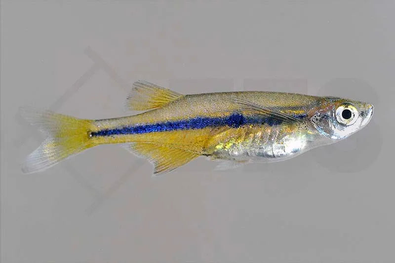 Regenbogen-Kielbauchbärbling (Chela dadyburjori)