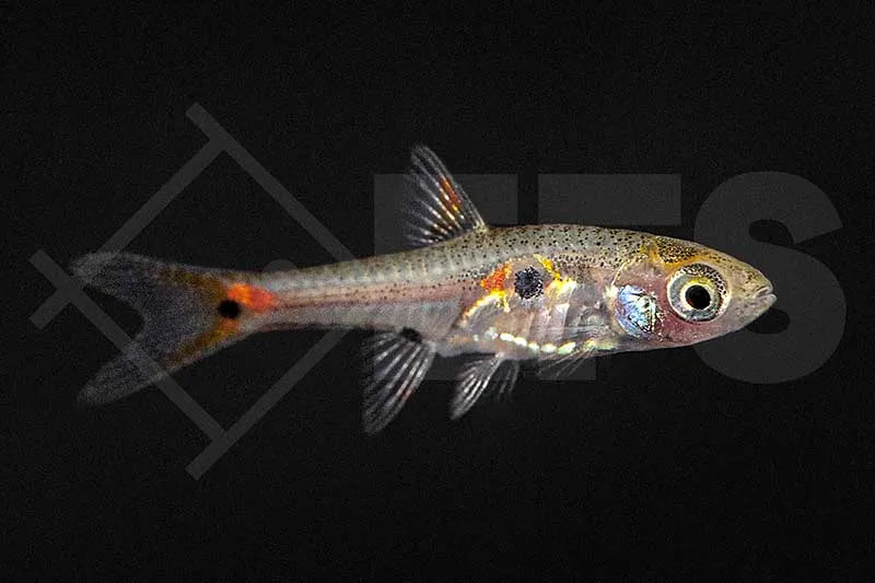 Zwergbärbling (Boraras micros)