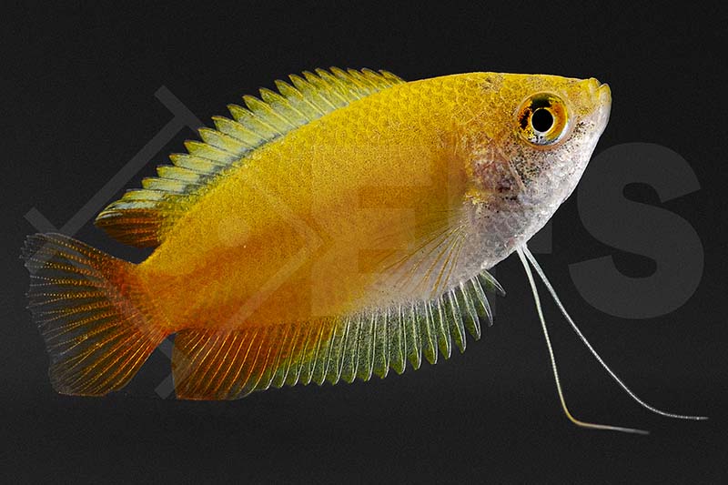 Honiggurami "Gold" (Colisa chuna)