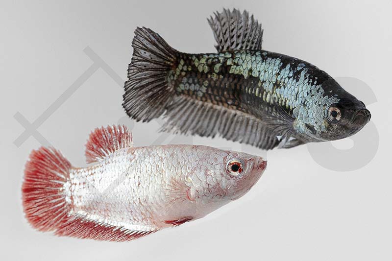 Kampffisch Weibchen (Betta splendens)