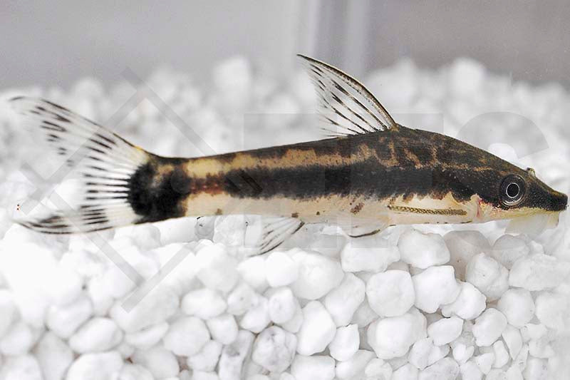 Ohrgitter-Harnischwels, Zwergsaugwels (Otocinclus affinis_arnoldi)