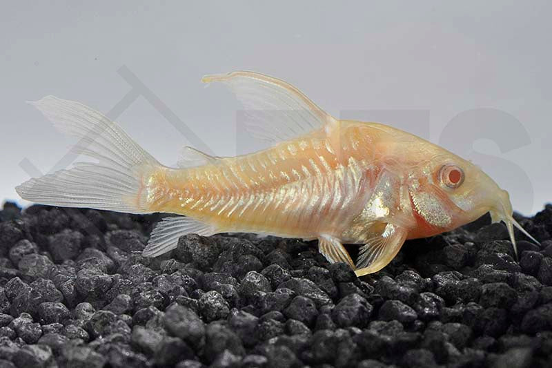 Albino-Metallpanzerwels (Corydoras aeneus albino)