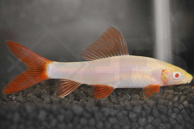 Albino Fransenlipper (Epalzeorhynchus frenatus)