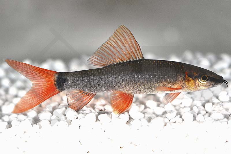 Grüner Fransenlipper (Epalzeorhynchus frenatus)