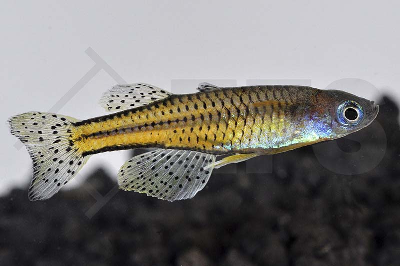 Punktiertes Blauauge ARU II (Pseudomugil getrudae)