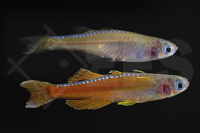 Rotes Neon-Blauauge (Pseudomugil luminatus "Paskai")