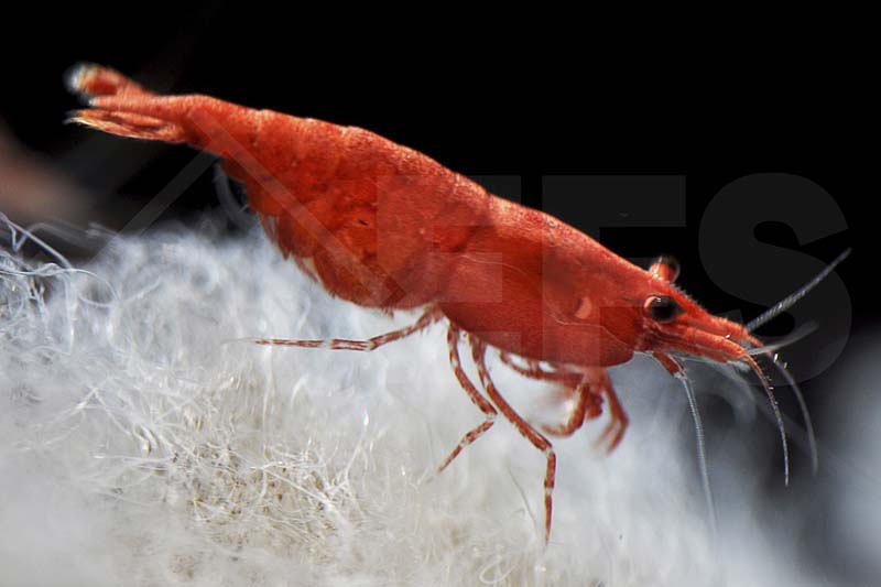 Sakura Zwerggarnele (Neocaridina davidi)