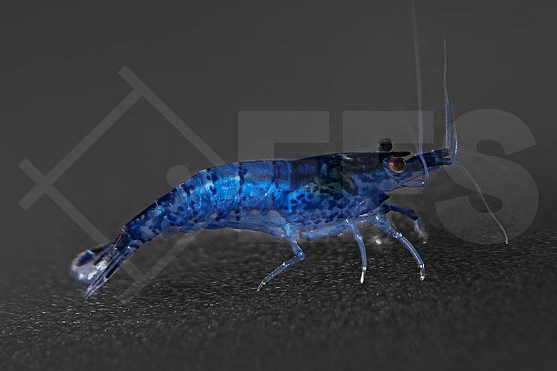 Blaue Zwerggarnele (Neocaridina davidi "Blue Dream")