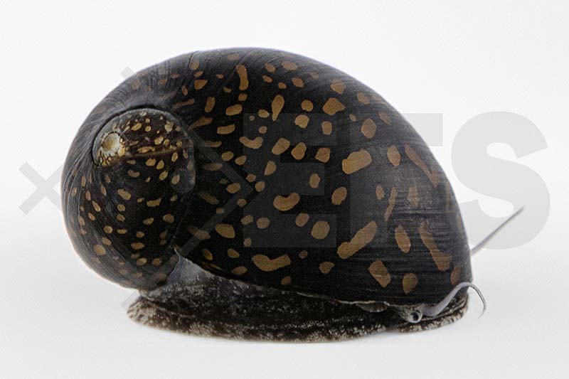 Batik-Rennschnecke (Neritina variegata)