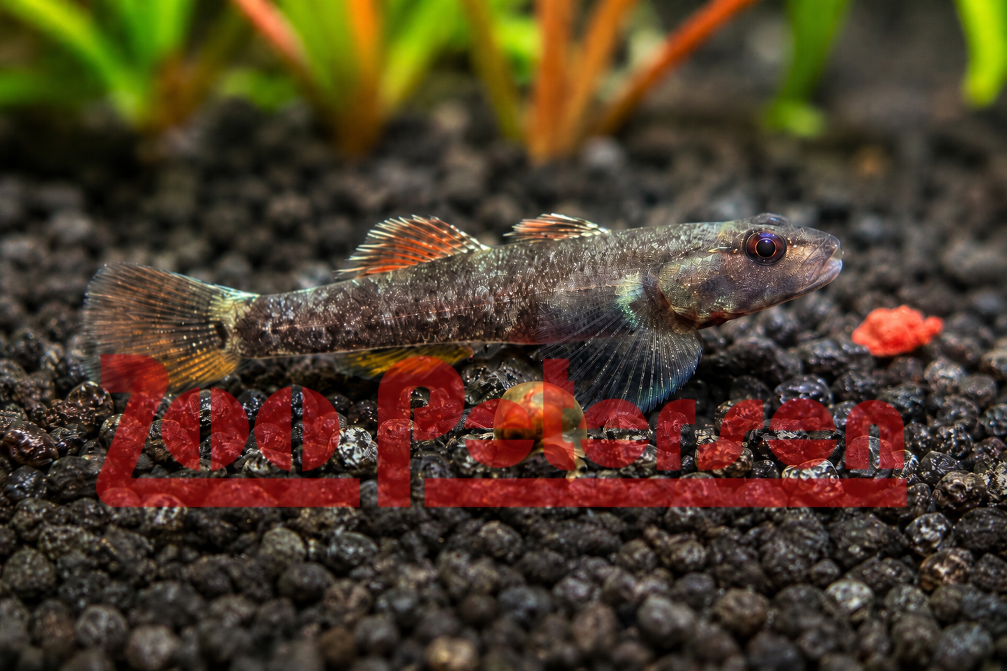 Blutkehl-Grundel (Rhinogobius sp. "Tuyen Quang)