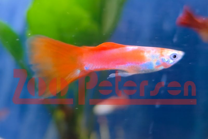 Rot-Blonde Guppy (Poecilia reticulata)