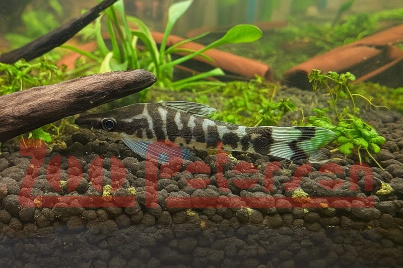 Zebra-Ohrgittersaugwels (Otocinclus cocama "Rio Tigre")