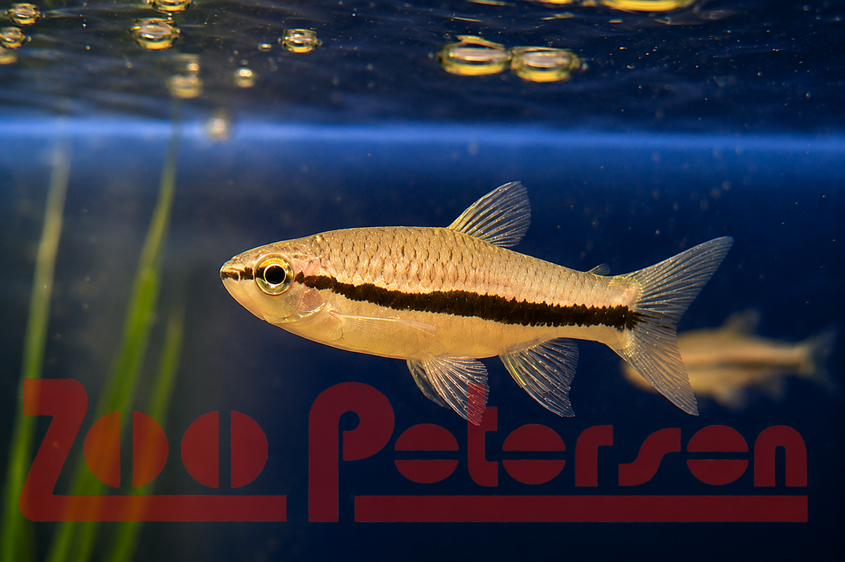 Längsbandbärbling (Rasbora einthovenii)