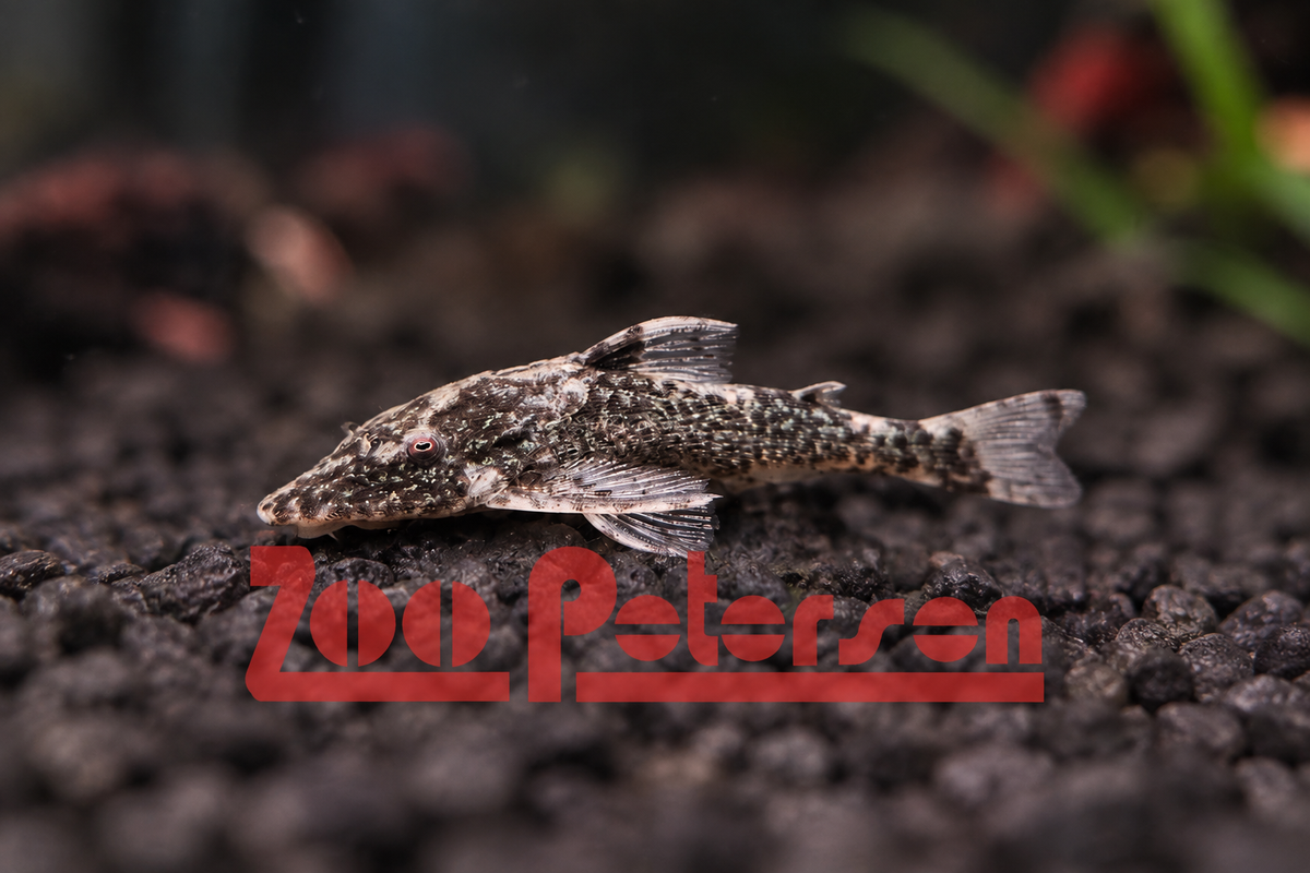 Langschnäuziger Zwergsaugwels (Rhinotocinclus longirostris)