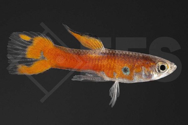 Endler-Guppy "Red Scarlet" (Poecilia wingei)
