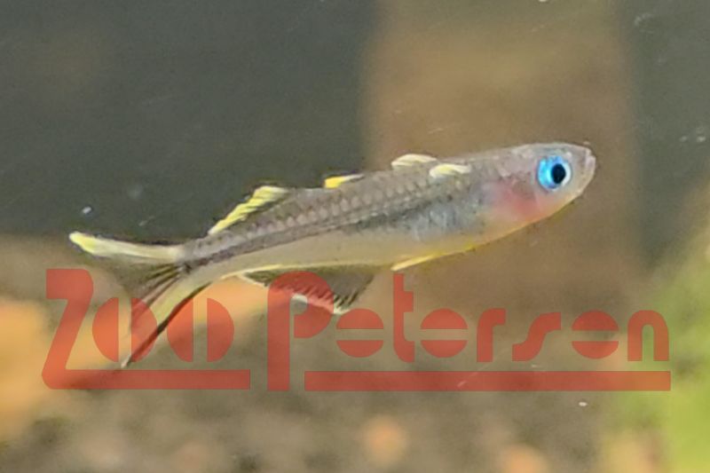 Gabelschwanz-Regenbogenfisch (Pseudomugil furcatus)