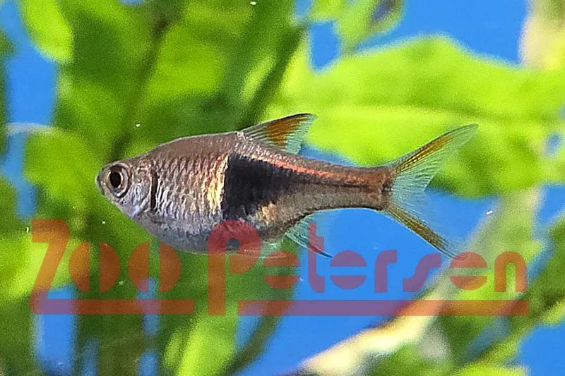 Keilfleckbarbe (Trigonostigma heteromorpha)