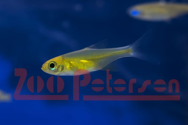 Smaragd-Zwergbärbling (Microdevario kubotai)