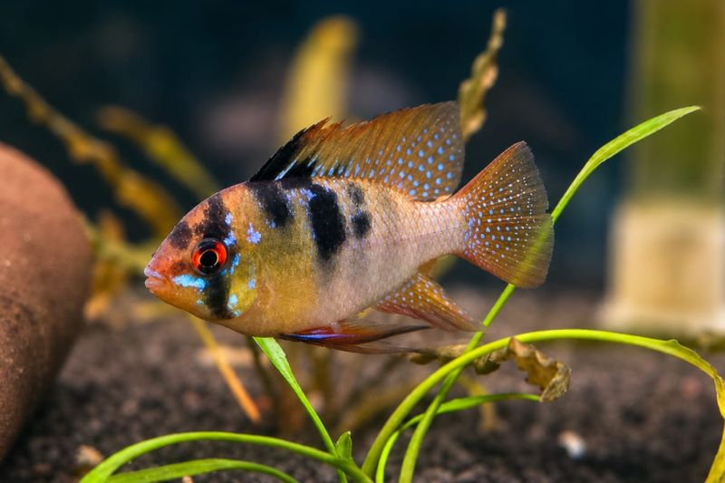Schmetterlingsbuntbarsch (Microgeophagus ramirezi)