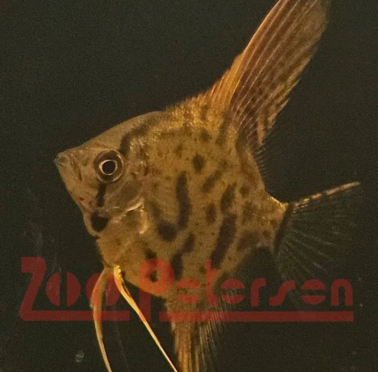 Skalar Leopard Clown (Pterophyllum scalare)