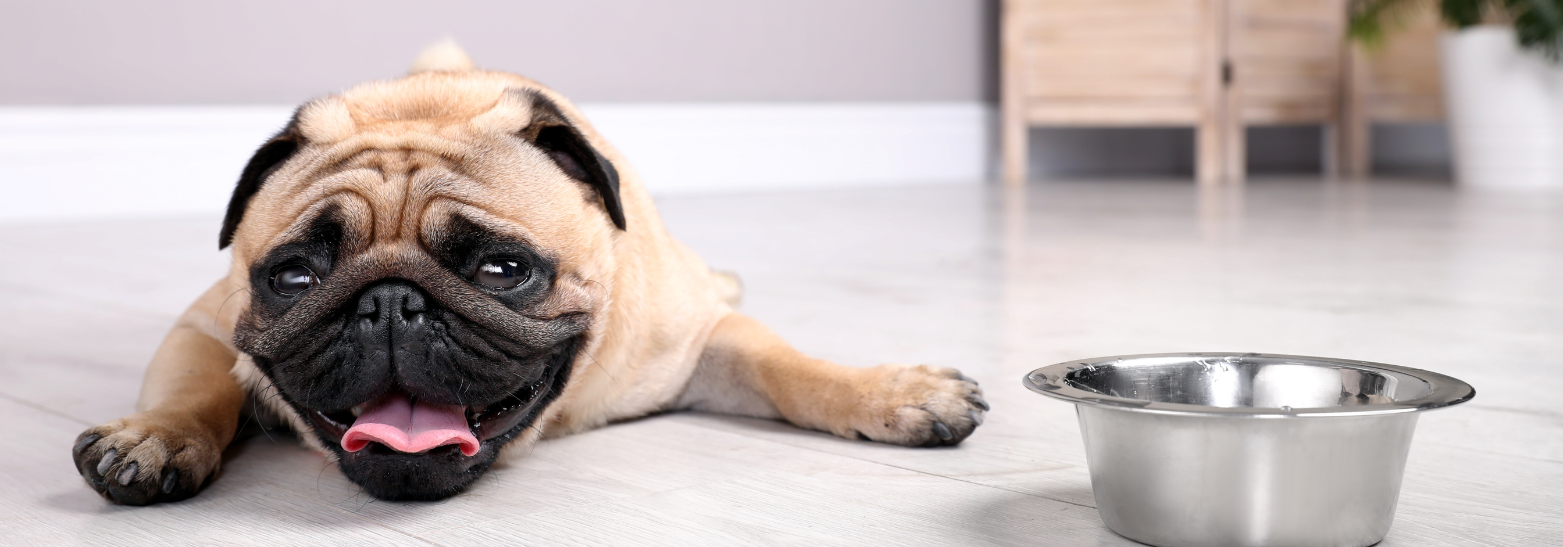 Hitzeschlag bei Hunden?