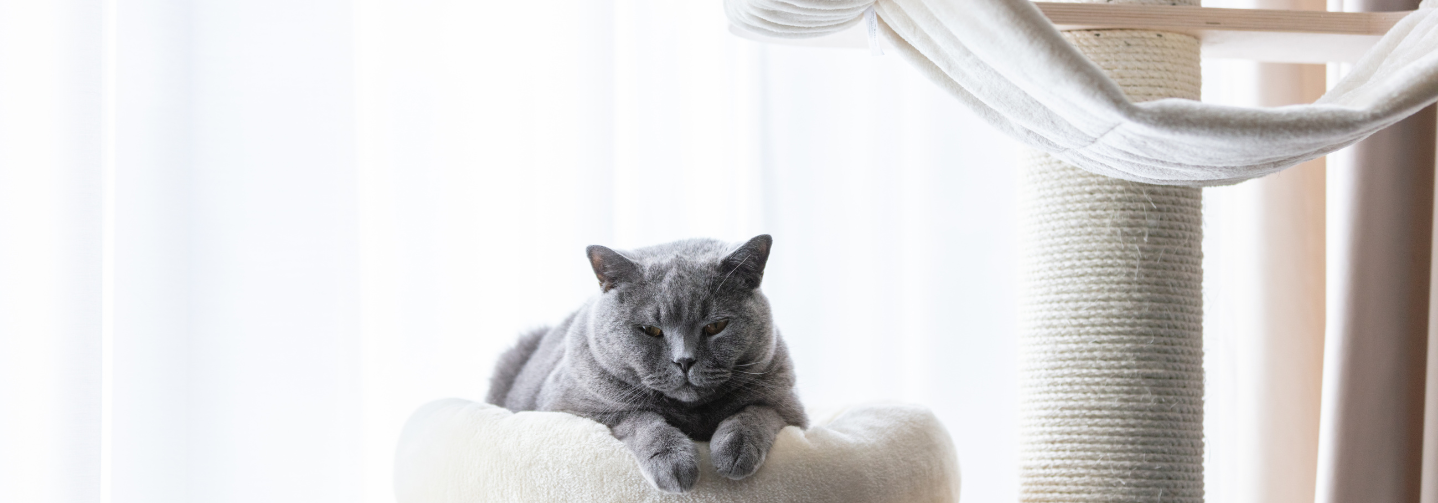 Wie wichtig sind Kratzbäume für Katzen?