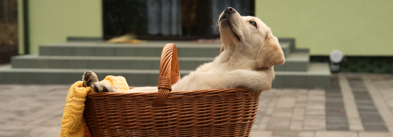 Welcher Hundekorb ist der Richtige?
