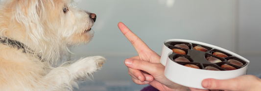 Schokolade für den Hund?