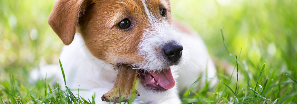 Welche Knabberartikel für Welpen?